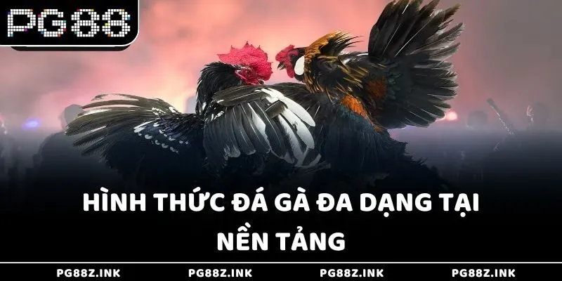 Hình thức đá gà đa dạng tại nền tảng